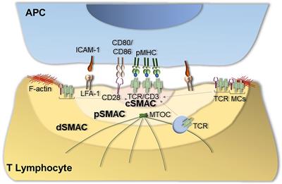 The Immunological Synapse: An Emerging Target for Immune Evasion by Bacterial Pathogens